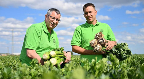 Sellerie aus dem Gemüsegarten Pfalz ist als Bund, Knolle und Staude